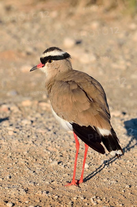 Crowned lapwing (Vanellus coronatus)