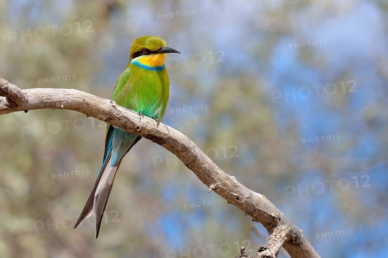 Swallow-tailed bee-eater (Merops hirundineus)
