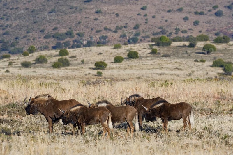 Black wildebeests (Connochaetes gnou)