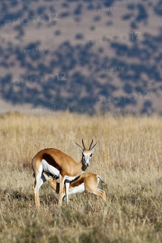 Springboks (Antidorcas marsupialis)