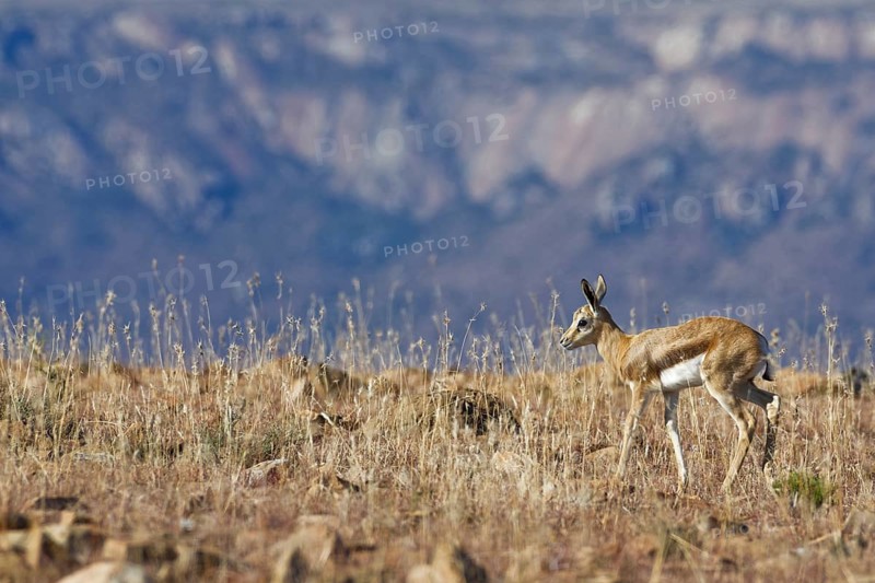 Springbok (Antidorcas marsupialis)