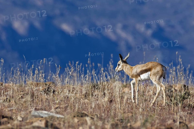 Springbok (Antidorcas marsupialis)