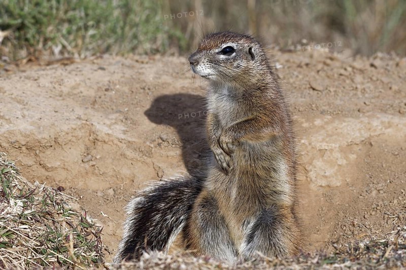 Cape ground squirrel (Xerus inauris)