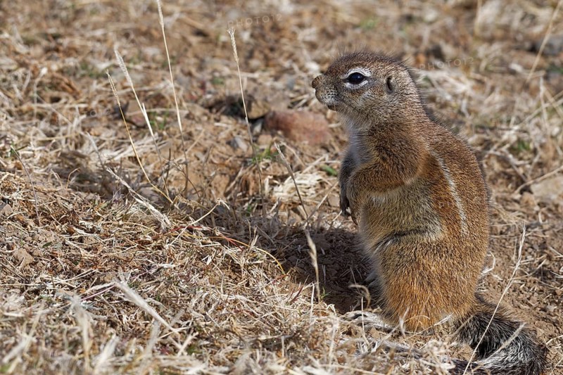 Cape ground squirrel (Xerus inauris)