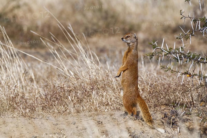 Yellow mongoose (Cynictis penicillata)