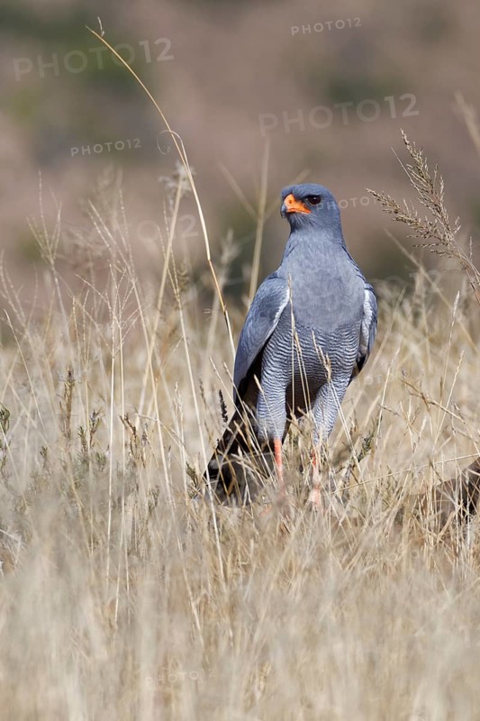 Pale chanting goshawk (Melierax canorus)