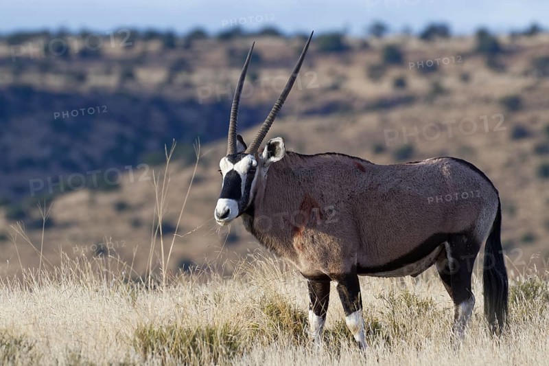 Gemsbok (Oryx gazella)