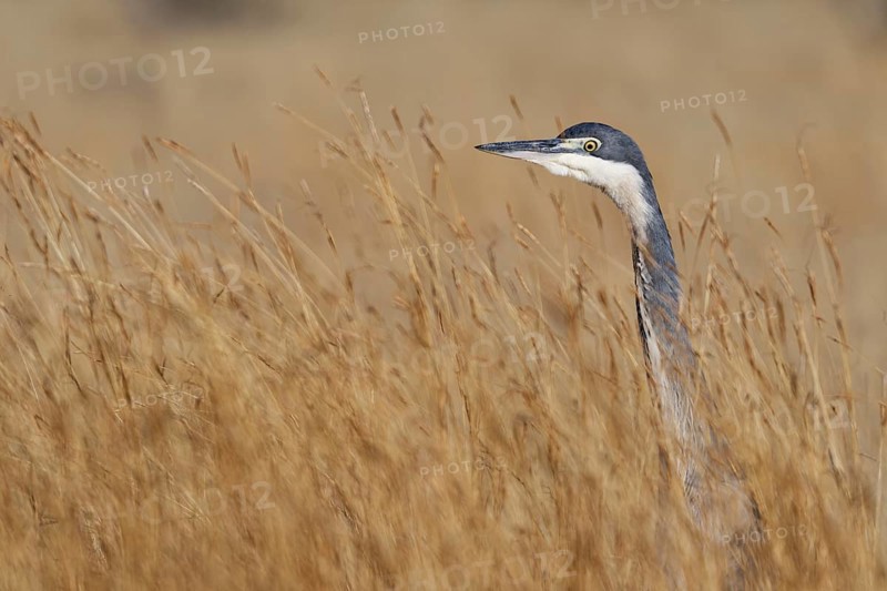 Black-headed heron (Ardea melanocephala)