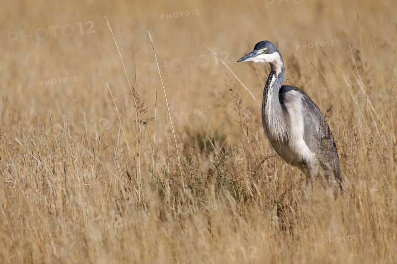 Black-headed heron (Ardea melanocephala)