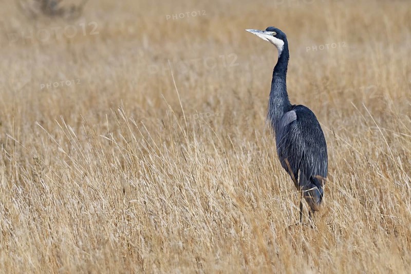 Black-headed heron (Ardea melanocephala)