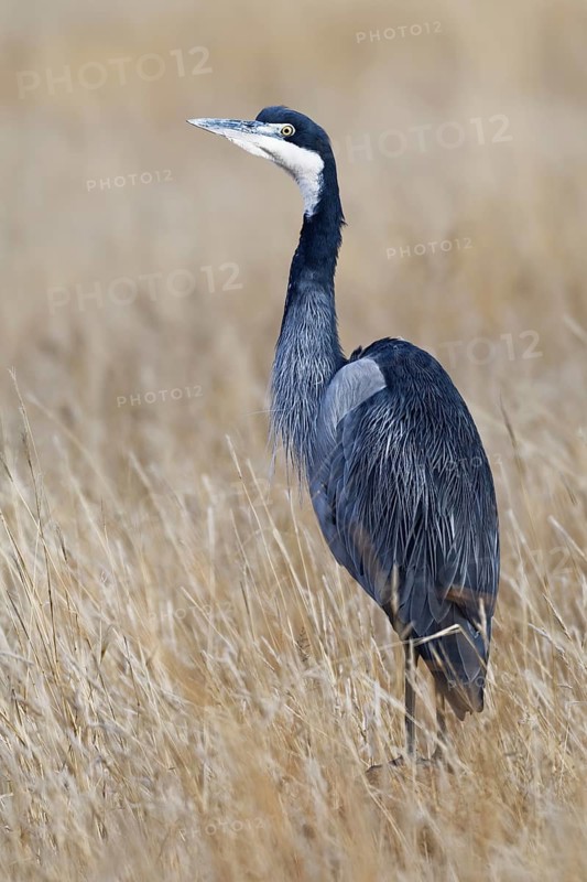 Black-headed heron (Ardea melanocephala)