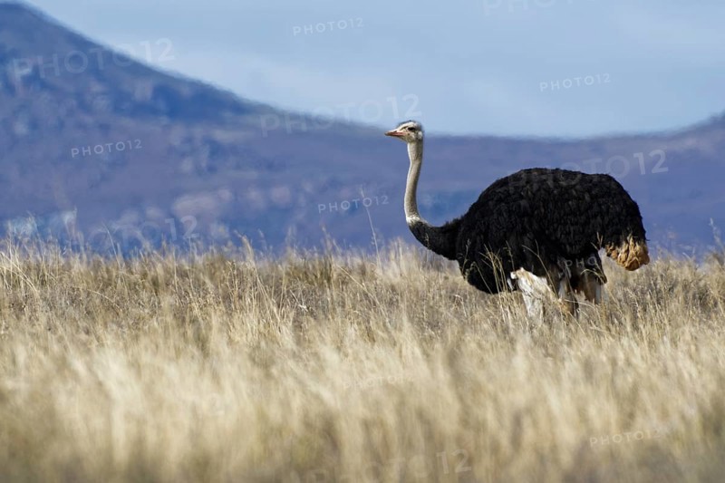 South African ostrich (Struthio camelus australis)