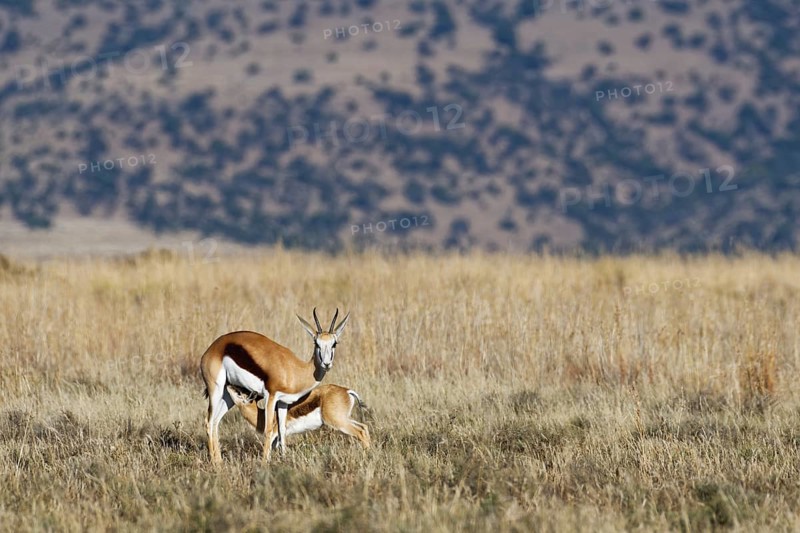 Springboks (Antidorcas marsupialis)