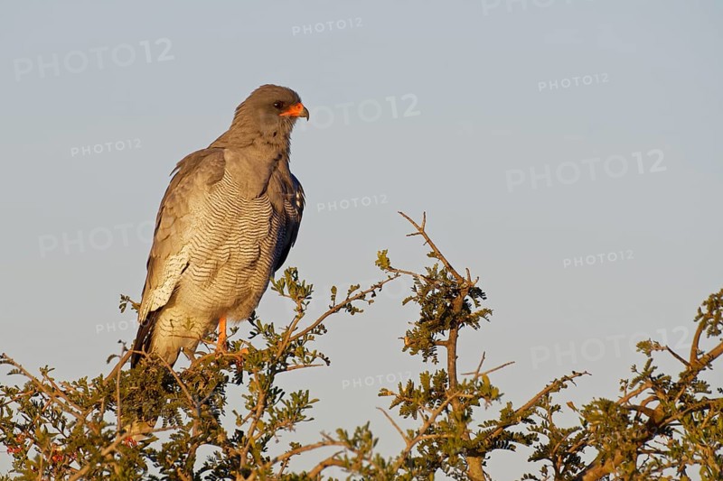 Pale chanting goshawk (Melierax canorus)
