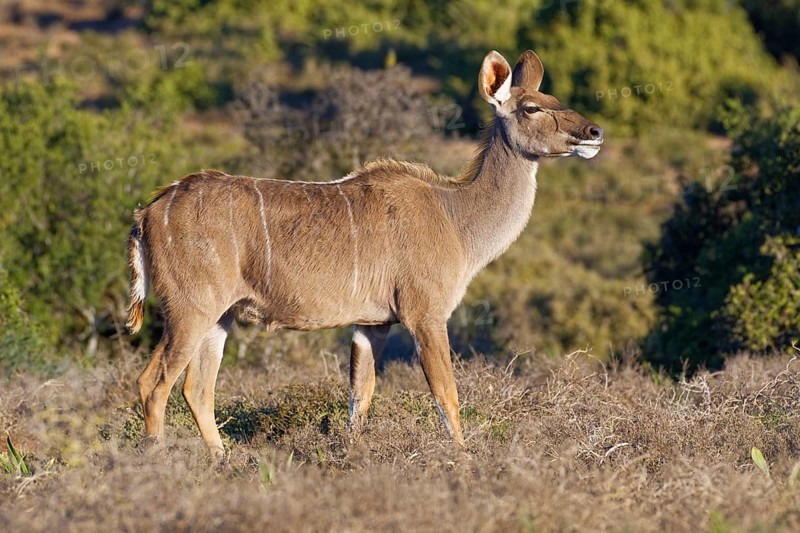 Greater kudu (Tragelaphus strepsiceros)