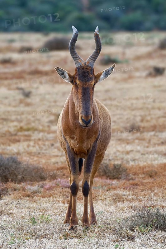 Red hartebeest (Alcelaphus buselaphus caama)