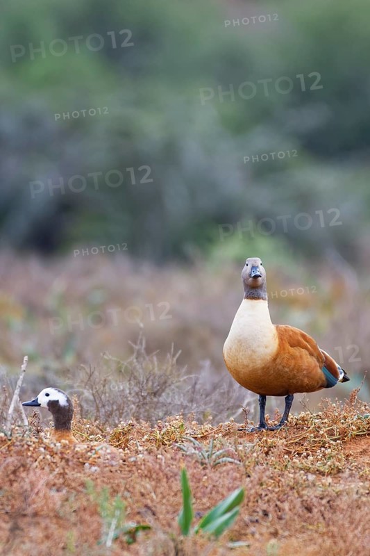 South African shelducks (Tadorna cana)