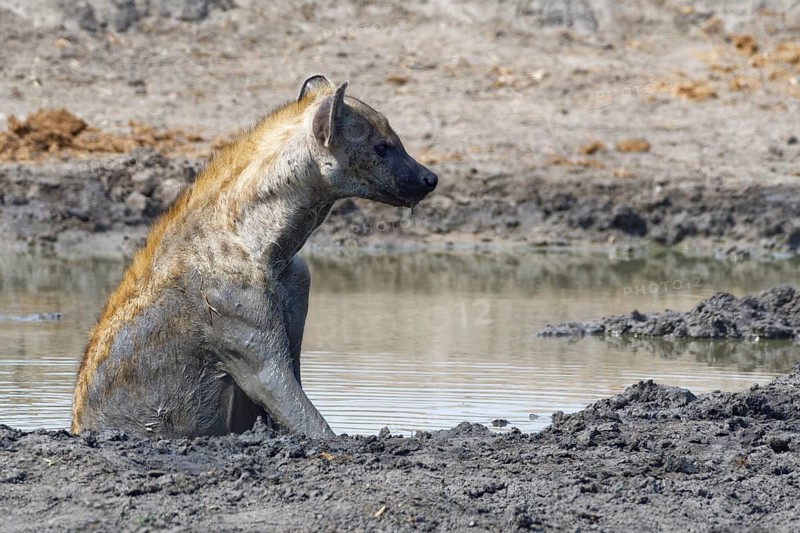Spotted hyena (Crocuta crocuta)