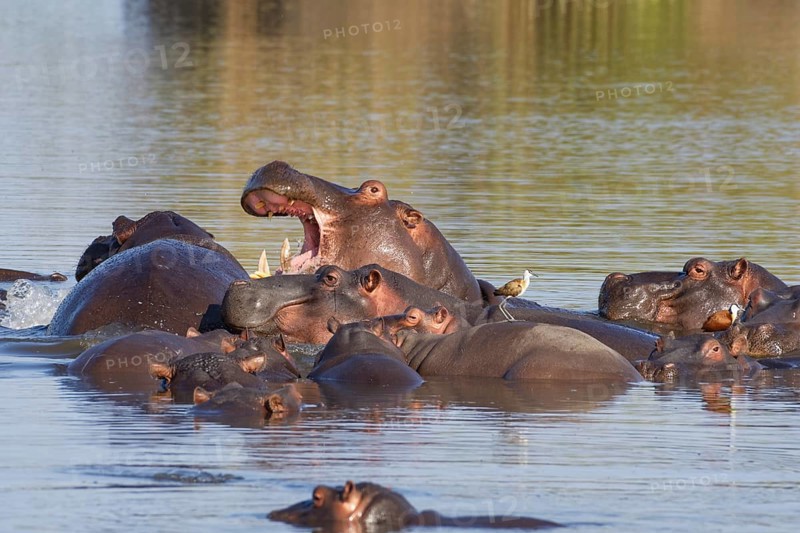 Hippopotamuses (Hippopotamus amphibius)