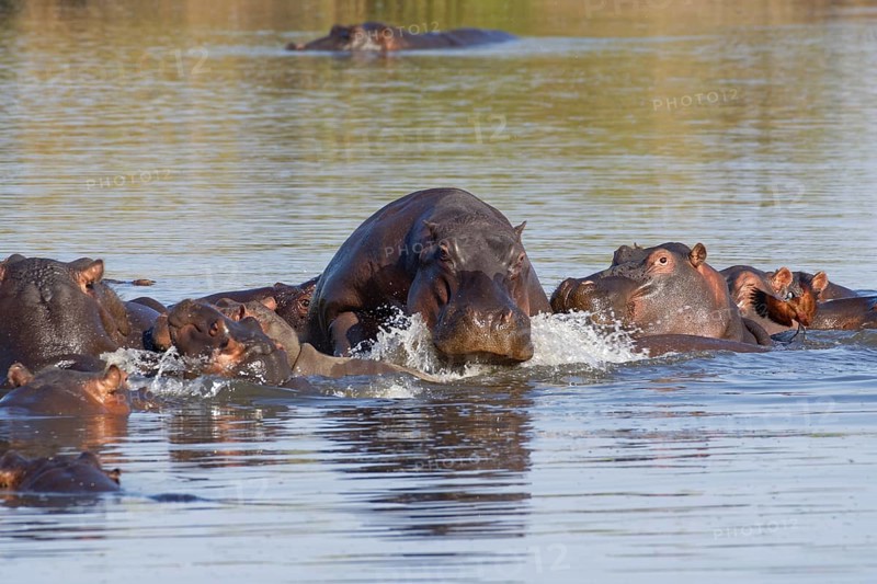 Hippopotamuses (Hippopotamus amphibius)
