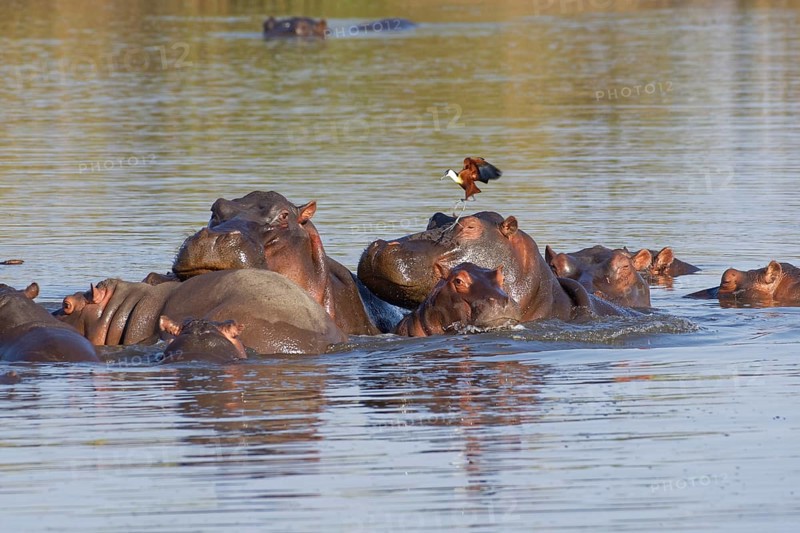 Hippopotamuses (Hippopotamus amphibius)