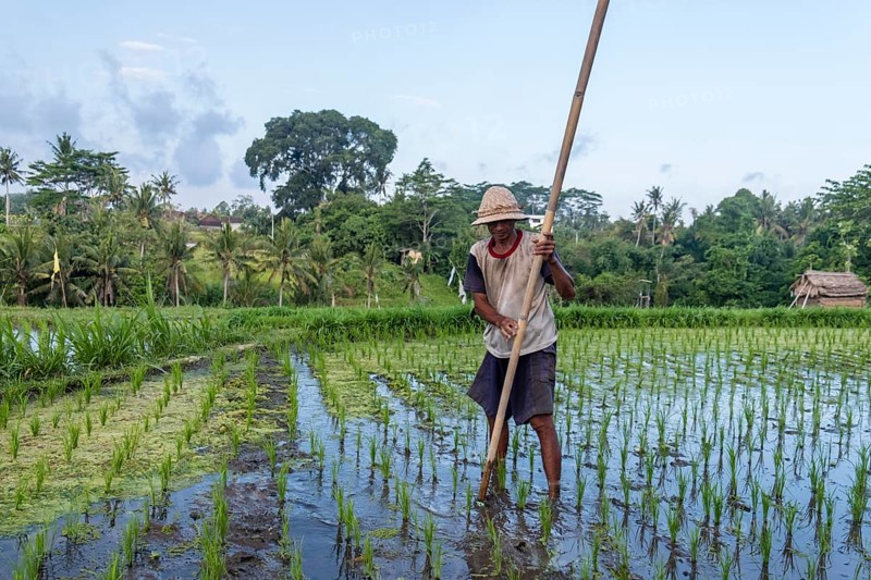Rice farmer at work in the rice field