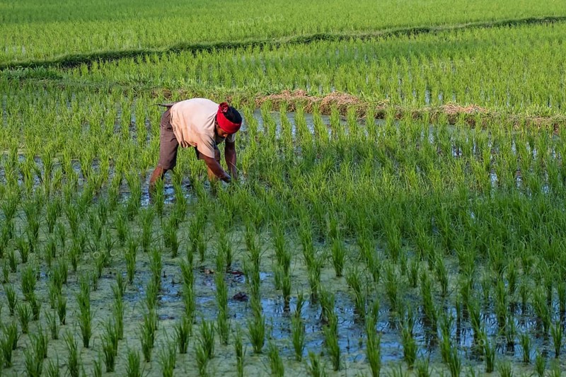 Rice farmer at work in the rice field