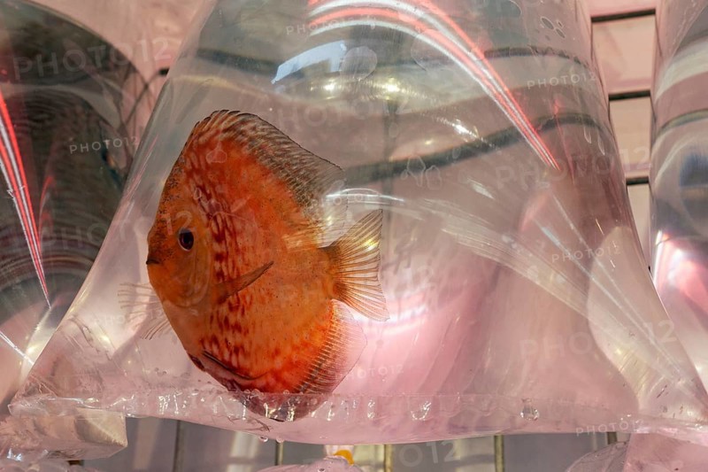 Ornamental fish for sale