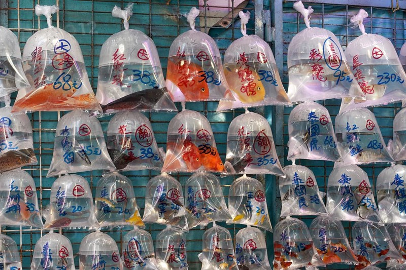 Gold Fishes for sale