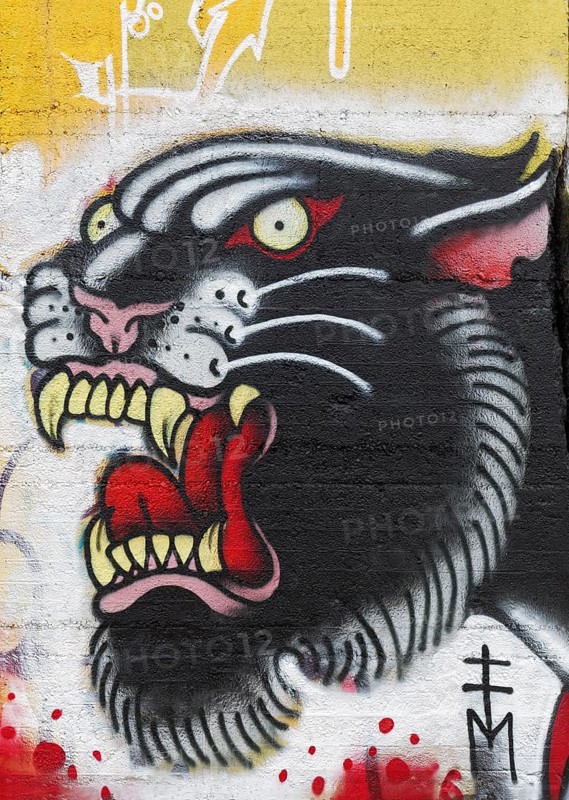 Panther with mouth open