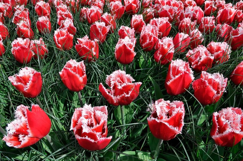 Fringed red-white tulip Queensland (Tulipa) in Keukenhof park