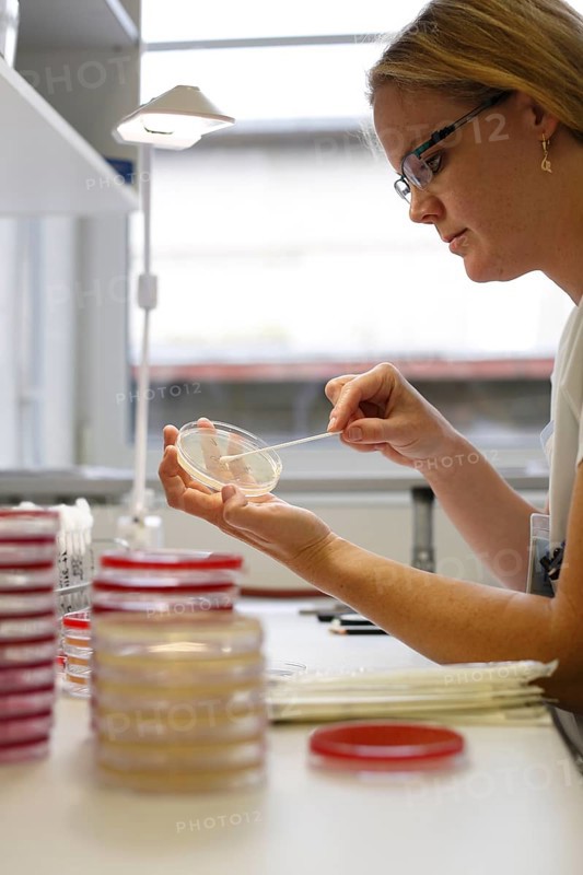 Nurse with Petri dish checks laboratory tests for antibiotic sensitivity