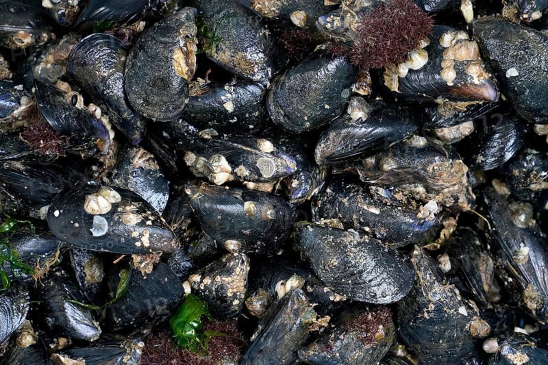 Mytilus (Mytilus) on the beach