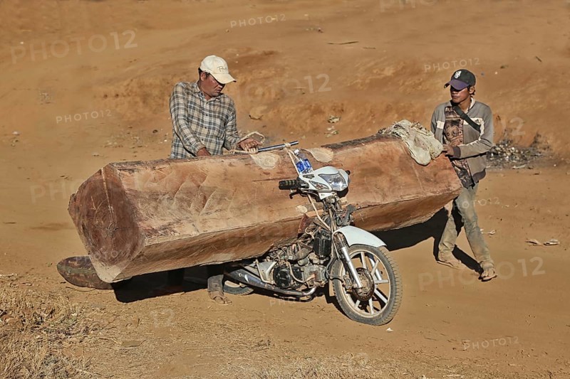 Illegal timber transport with a moped on the way to Vietnam