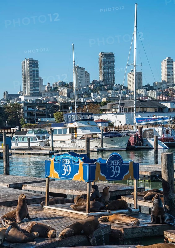 Californian Sea Lions (Zalophus californianus) at Pier 39