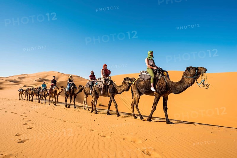 Caravan with dromedaries (Camelus dromedarius)