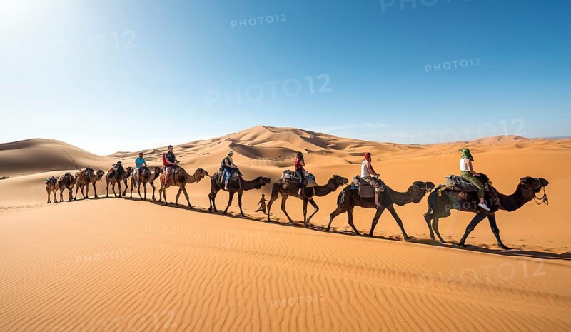 Caravan with dromedaries (Camelus dromedarius)