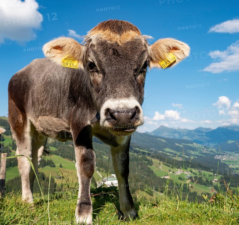 Young calf (Bos primigenius taurus) on a mountain pasture
