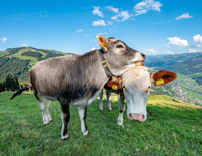 Two young calves (Bos primigenius taurus) cuddling together on alpine meadow