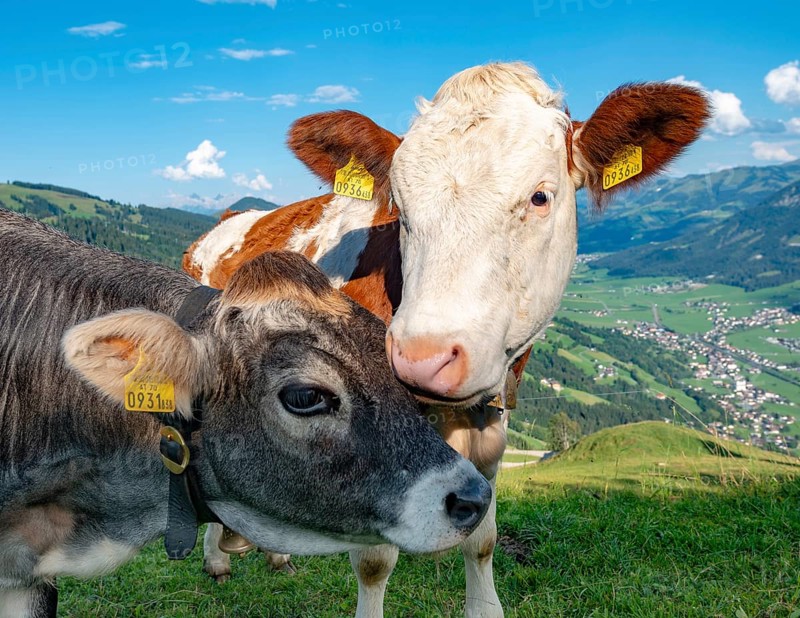 Two young calves (Bos primigenius taurus) cuddling together on alpine meadow