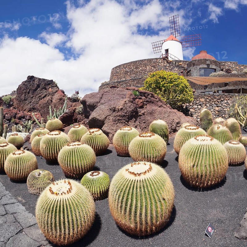 Cactus Garden Jardin de Cactus by Cesar Manrique