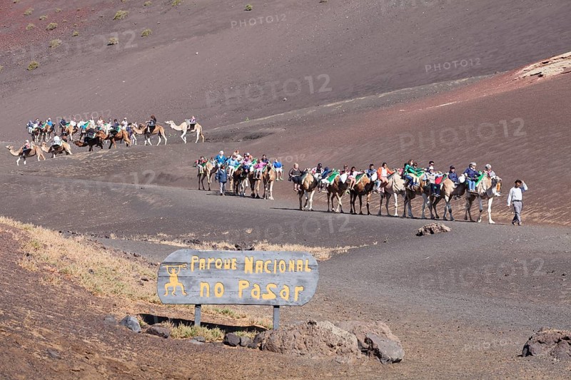 Tourists riding on dromedaries in Timanfaya National Park