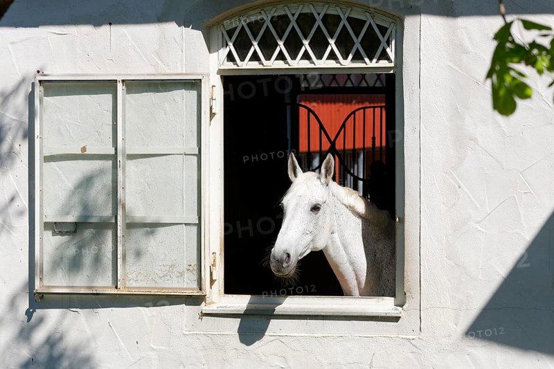 White horse looking out of window of stables
