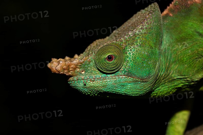 Parson's Chameleon (Calumma parsonii cristifer) male