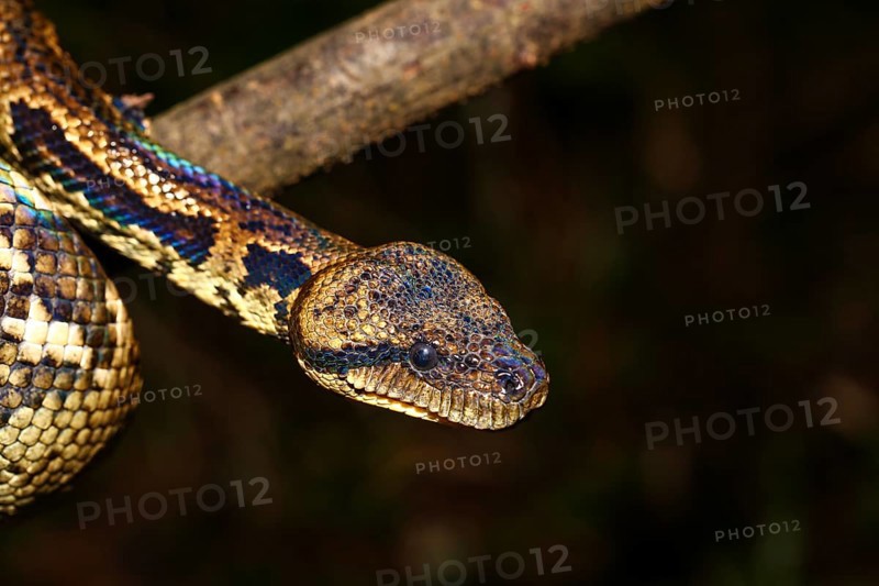 Madagascar Tree Boa (Sanzinia madagascariensis)