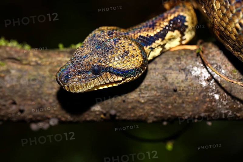 Malagasy tree boa (Sanzinia madagascariensis)