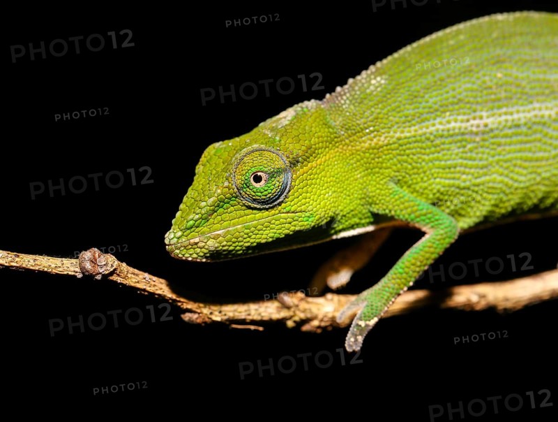 Perinet chameleon (Calumma gastrotaenia)