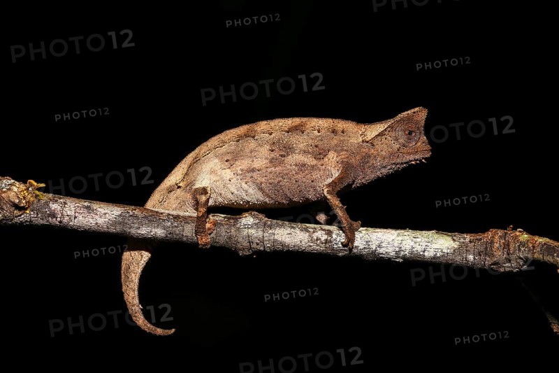 Brown leaf chameleon (Brookesia superciliaris)