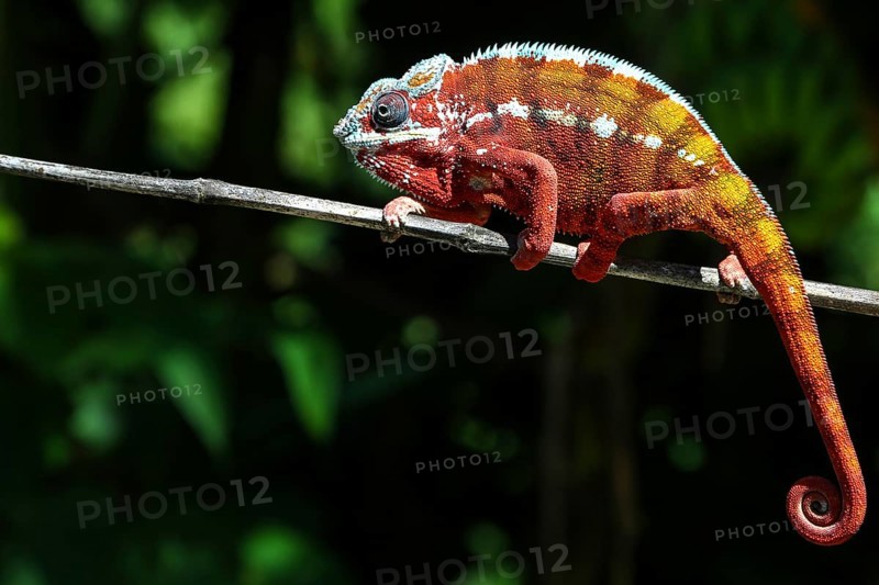 Panther Chameleon (Furcifer pardalis) male