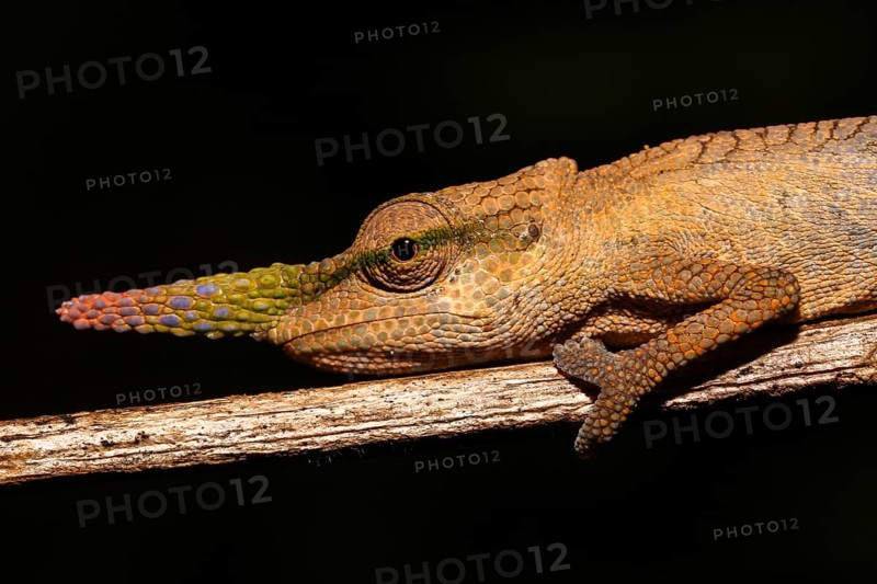 Pinocchio Chameleon (Calumma gallus) male